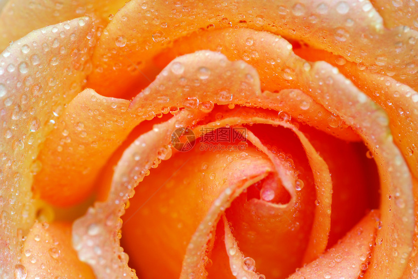 橙色玫瑰带水滴图片
