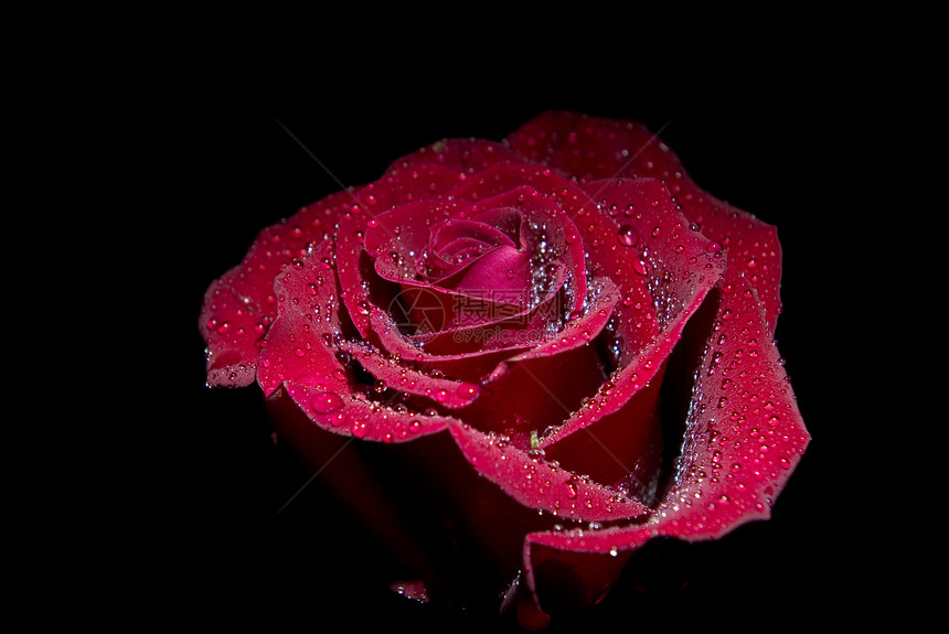 黑色背景上孤立的红玫瑰图片