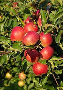 苹果树上的红成熟苹果组图片