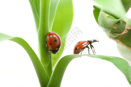 隔离绿草的红色虫图片