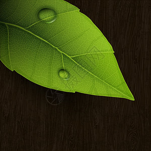 木制背景的新鲜绿叶矢量Eps10图片