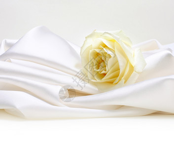白色丝绸背景的玫瑰图片