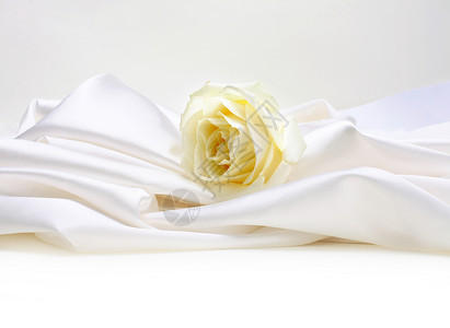 白色丝绸背景的玫瑰图片