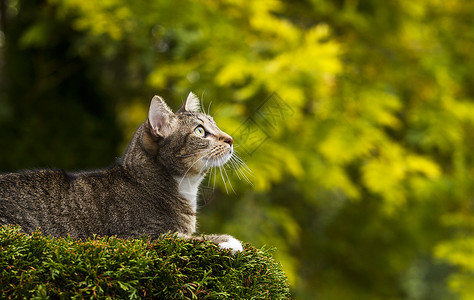 小短毛灰色小猫在树顶上季节落下树本底背景图片