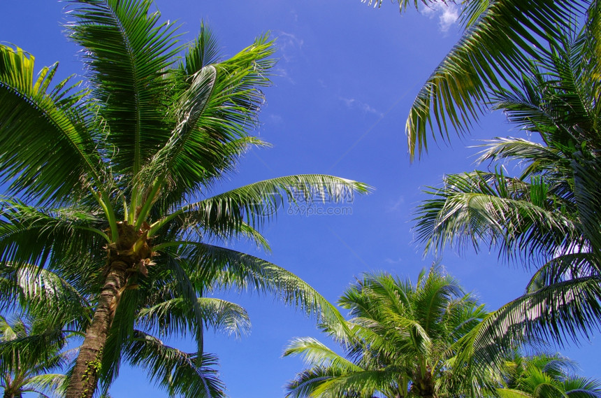 蓝天空背景的绿棕榈树图片