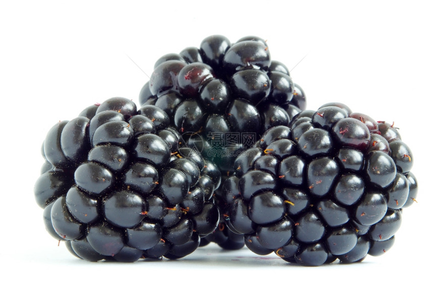 白色背景上隔离的黑莓图片
