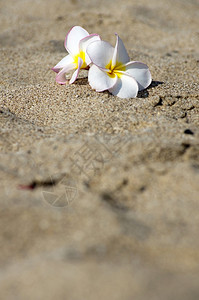 沙地上的白花图片