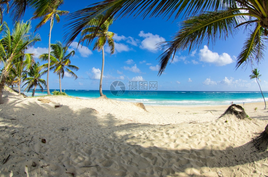 加勒比海滩和棕榈树图片
