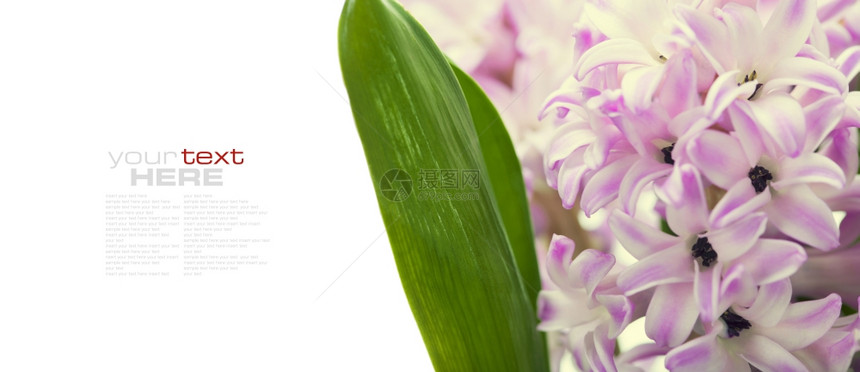 美丽的粉色Hyacints高于白色易移动样本文图片