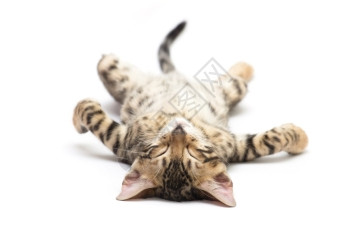 英国小猫咪睡觉灯箱自然100高清图片素材