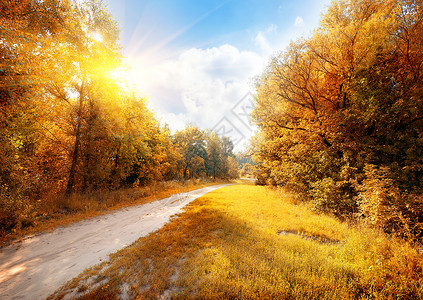 在阳光明媚的充满多彩秋天森林路上景观高清图片素材