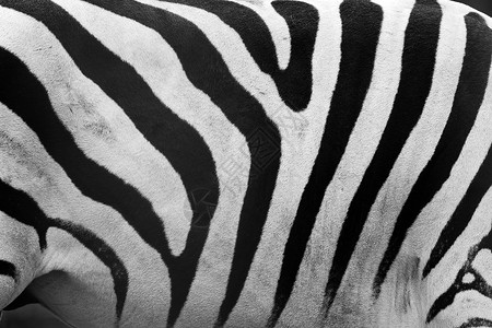 realReal斑马图案贴近黑色和白条纹背景背景