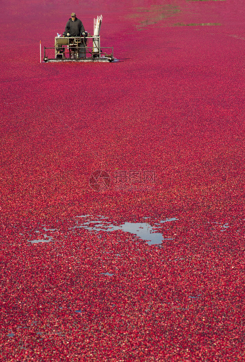 蔓越莓Bog食物果漂浮在水田机上图片