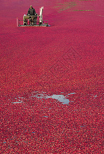 蔓越莓Bog食物果漂浮在水田机上背景图片