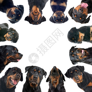 白色背景前的rottweiler组群高清图片