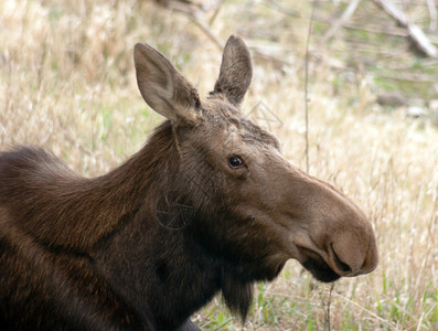 在阿拉斯加野生动物园一只雌鹿允许我亲近图片