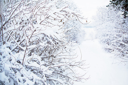 白霜初寒寒雪的冬季风景背景