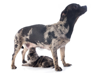 白色背景面前的可爱纯种小狗和他母亲吉娃的肖像背景图片