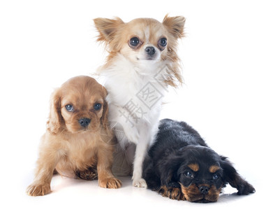 小狗骑兵王Charles和Chihuahua在白色背景面前图片