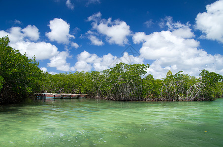 金海湾红树林驯鹿海红树林背景