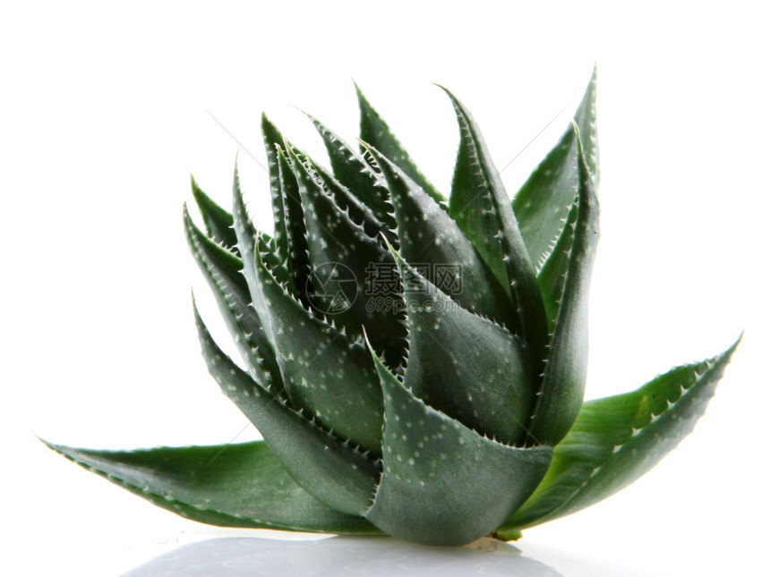 白上隔离的Aloevera植物图片