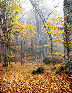 秋林中树上黄叶图片