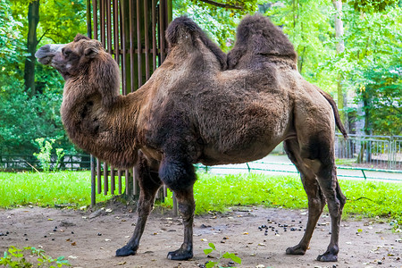 在动物园公中的骆驼背景图片