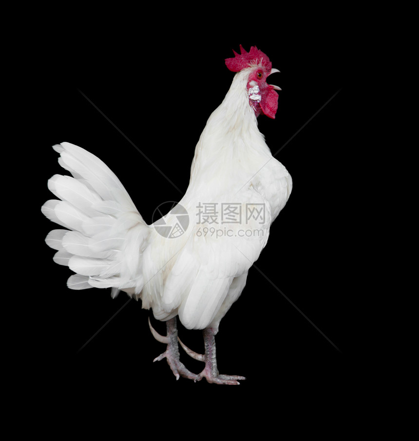 白鸡在黑色背景下被孤立图片