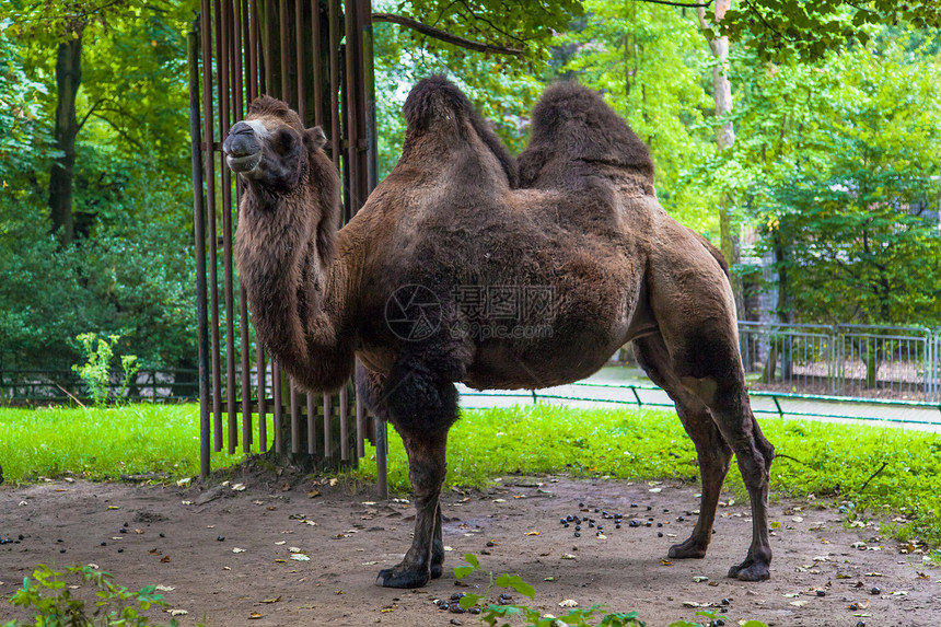 在动物园公中的骆驼图片
