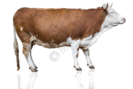 白孤立的母牛高清图片