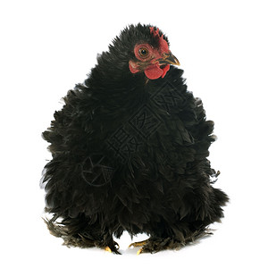 蹲下的黑色母鸡背景图片