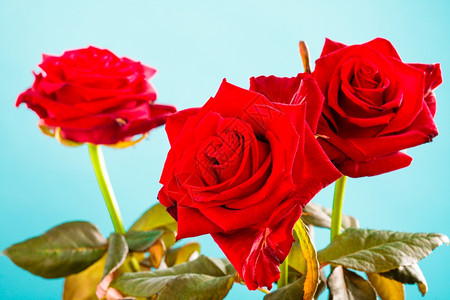 盛开的红玫瑰花美丽束象征着蓝色的爱礼物高清图片素材