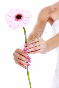 婚礼日粉红花雪贝拉菊在新娘的手中高清图片