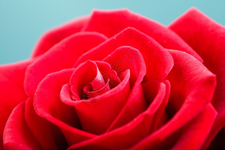 盛开的红玫瑰花作为爱情的象征花瓣高清图片素材