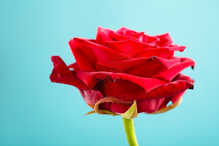 盛开的红玫瑰花作为爱情的象征装饰高清图片素材