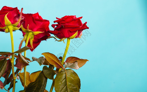 盛开的红玫瑰花美丽束象征着蓝色的爱约会高清图片素材