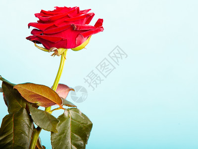 盛开的红玫瑰花作为爱情的象征植物群高清图片素材