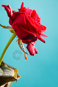 盛开的红玫瑰花作为爱情的象征美丽的高清图片素材