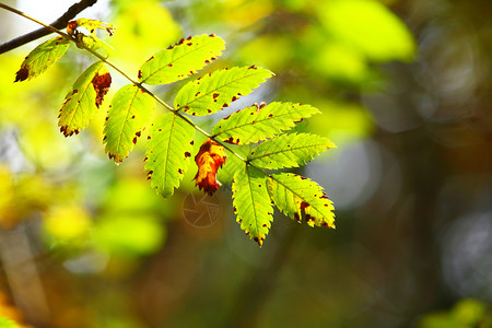 自然环境中的初秋叶自然环境中的初秋叶图片