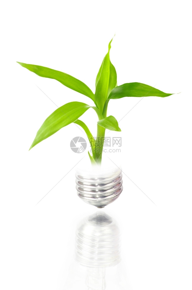 生态概念电灯泡内装植物在白色上隔绝图片