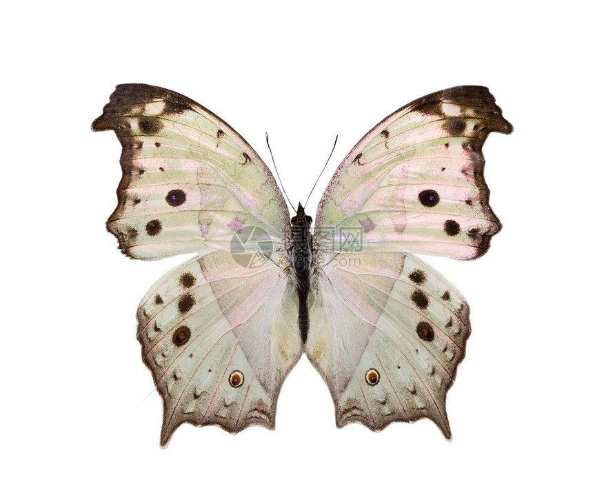 白色背景上的蝴蝶xAxA图片
