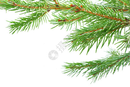 白色的fir树枝圣诞节装饰图片