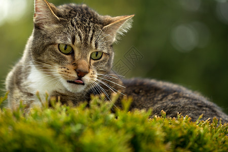 猫脸的横向照片舌头露出户外在常绿灌木的顶端和模糊树在背景上背景