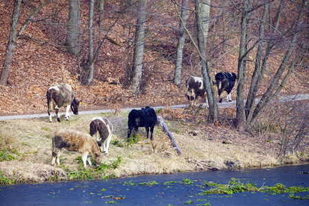 农村景象河岸或湖边的奶牛图片