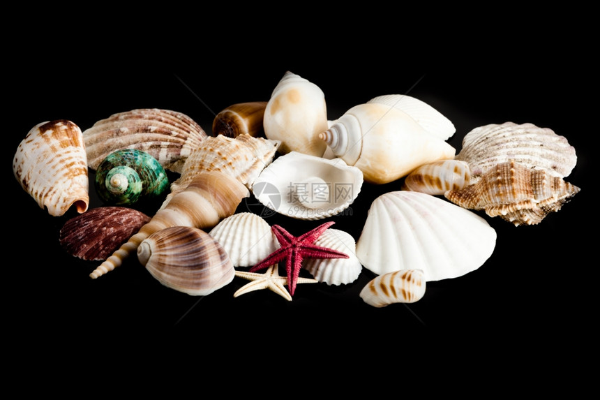 奇异的海壳洋宝藏图片