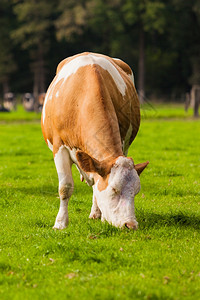 草地上的牛群青壮小图片