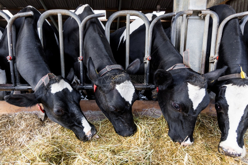农村景象正在吃粮草的奶牛图片