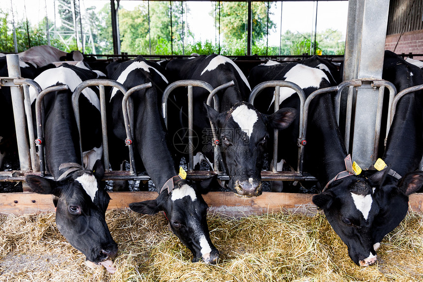 农村景象正在吃粮草的奶牛牛图片