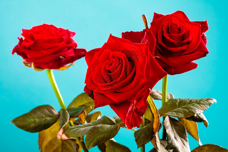 盛开的红玫瑰花美丽束象征着蓝色的爱周年纪念高清图片素材