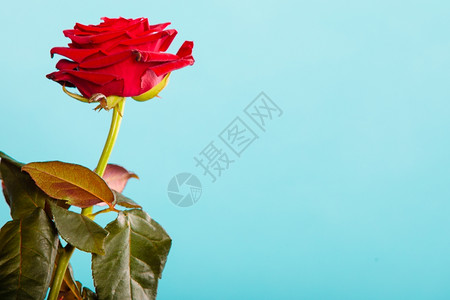 浪漫的红玫瑰花是爱情的象征符号高清图片素材